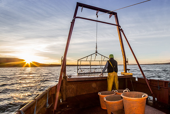 Oyster Fishing