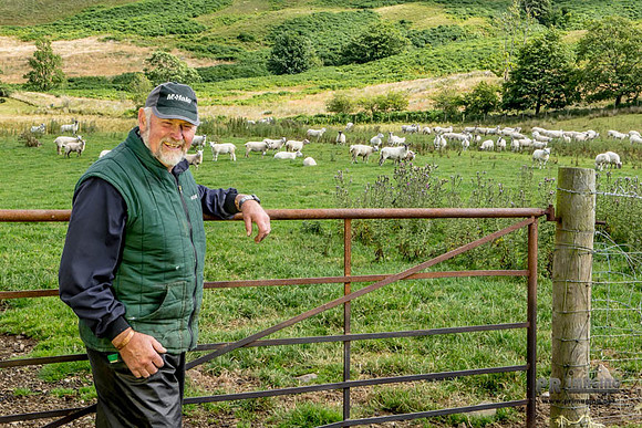 Sheep Farmer at work