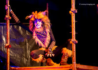 Cats